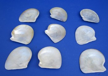 Wholesale Natural Mother of Pearl Shells, 2 to 3 inches - 25 pcs @ $.45 each; 200 pcs @ $.39 each 