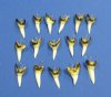 1-1/8 inch Wholesale Mako Shark Tooth Pendants - Pack of 6 @ $1.60 each; Pack of 36 @ $1.30 each