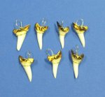 7/8 inch Wholesale Mako Shark Tooth Pendants burned and gold color wire wrapped - Packed: 12 pcs @ $1.00 each; Packed: 60 pcs @ $.88 each