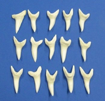 2 inches Mako shark teeth - 2 pcs @ $17.00 each; 6 pcs @ $15.00 each 
