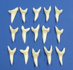2 inches Mako shark teeth - 2 pcs @ $17.00 each; 6 pcs @ $15.00 each 