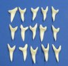 2 inches Mako shark teeth for making shark tooth pendants and necklaces - Packed: 2 @ $17.00 each; Packed: 6 pcs @ $15.00 each 