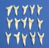 1-3/4 inches mako shark teeth for making shark tooth pendants and necklaces - Packed: 2 @ $8 each; Packed: 12 pcs @ $6.50 each