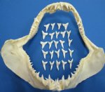 1 inch Wholesale Mako Shark Teeth for making Shark Teeth Necklaces - Bag of 25 @ .70 each; Bag of 100 @ .64 each; Bag of 300 @ .58 each 
