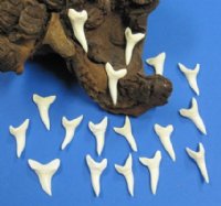 1-3/8 inch White Mako Shark Teeth - <font color=red> *Sale* </font> (3 pcs)
