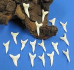 1-1/2 inches Wholesale Mako Shark Teeth for making shark teeth necklaces - Bag of 6 @ $4.00 each; Bag of 25 @ $3.70 each; Bag of 100 @ $3.30 each 