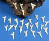 1-3/8 inches Wholesale White Mako Shark Teeth for Making Shark Tooth Necklaces - Bag of 6 @ $2.90 each; Bag of 25 @ $2.70 each; Bag of 100 @ $2.50 each  