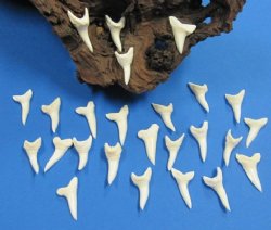 1-1/2 inches Wholesale Mako Shark Teeth - 6 pcs @ $4.00 each; 25 pcs @ $3.70 each; 100 pcs @ $3.30 each 