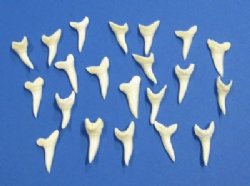 1-1/4 inch Wholesale mako shark teeth - 3 pcs @ $1.85 ea; 25 pcs @ $1.70 ea; 100 pcs @ $1.50 ea