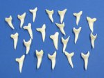 1-1/4 inch Wholesale mako shark teeth for making necklaces Bag of 3 @ $1.85 ea; Bag of 25 @ $1.70 ea; Bag of 100 @ $1.50 ea
