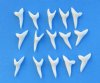 1-1/8 inch white mako shark teeth wholesale for making shark tooth necklaces - Bag of 25 @ 1.20 each; Bag of 50 @ 1.10 each; Bag of 100 @ 1.00 each