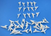 1-1/8 inch white mako shark teeth wholesale - 25 pcs @ 1.20 each; 50 pcs @ 1.10 each; 100 pcs @ 1.00 each