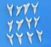 1-5/8 inches white mako shark teeth wholesale - Bag of 3 @ $6.00 each; Bag of 25 @ $5.25 each 