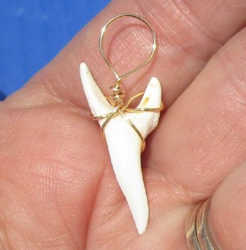 Wholesale Mako Tooth Pendent wrapped with gold color wire 1-1/2 - Packed: 2 pcs @ $6.50 each