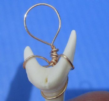 Wholesale Mako Tooth Pendent wrapped with gold color wire 1-1/2 - Packed: 2 pcs @ $6.50 each