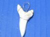Wholesale Mako Tooth Pendent wrapped with a nickel and lead free tarnish resistant gold color wire 1-5/8 inch - Packed: 2 pcs @ $7.75 each; Packed: 10 pcs @ $6.95 each