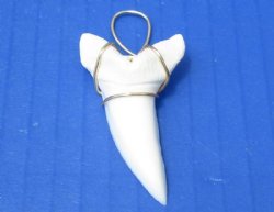 Wholesale Mako Tooth Pendent wrapped with gold color wire 1-7/8 inch - 2 pcs @ $13.50 each; 8 pcs @ $12.00 each