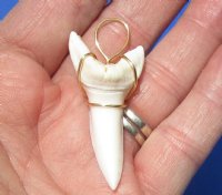 1-7/8 inch Mako Tooth Pendent wrapped with gold color wire (2 pcs)