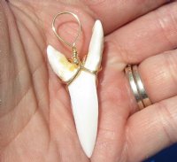 1-7/8 inch Mako Tooth Pendent wrapped with gold color wire (2 pcs)