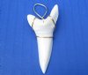 Wholesale Mako Tooth Pendent wrapped with a nickel and lead free tarnish resistant gold color wire 2-1/8 inch - $32.00 each; Packed: 4 pcs @ $28.00 each