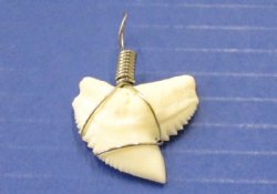 Wholesale Tiger Shark Tooth wrapped for pendant/necklace 1" to 1-1/8" - 5 pcs @ $5.75 each; 50 pcs @ $5.00 each