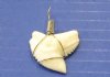 Wholesale Tiger Shark Tooth wrapped for pendant/necklace 1" to 1-1/8" - Packed: 5 pcs @ $5.75 each; Packed: 50 pcs @ $5.00 each
