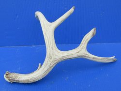 Wholesale Mule Deer Antlers, Horns for sale (assorted sizes and mixed quality) - $25 each; 6 pcs @ $22 each