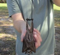 Animal Mummies - Mummified Bats for Sale