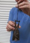 Mummified Bats Wholesale