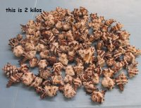 Wholesale Endive Murex,  Hermit Crab Shells 1-1/4" - 3"  - 2 kilos @ $2.00 kilo ($4.00 a bag) 