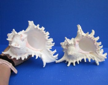 Ramose Murex Shells Hand Picked