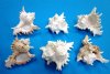 Murex Ramosus shells wholesale, medium hermit crab shells 3 inches to 4 inches - Bag of 75 @ .35 each 