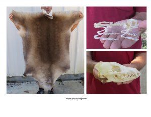 Animal Products, Skulls, Skins, Horns,Bones,Turtles, Quills, Piranha