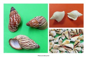 Bulk Small Shells -  Craft Shells 1