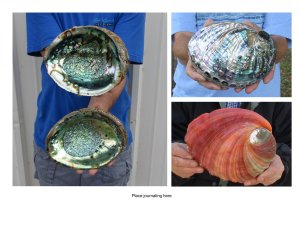 Abalone Shells for Display Hand Picked