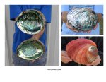 Abalone Shells for Display Hand Picked