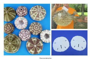 Sea Life-Starfish-Urchins-Blowfish, Barnacle