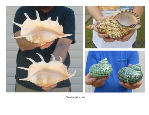 Large Seashells Hand Picked Pricing