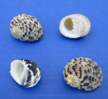 Wholesale Nerita Undata Shells Under 1 inch - 1 kilo @ $2.75 a kilo (Minimum: 2 kilos)