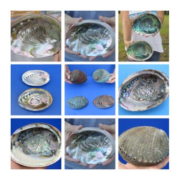 Natural Green Abalone Shells