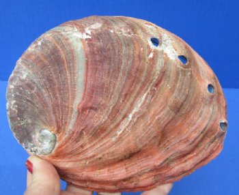 Natural Red/Pink Abalone Shell - Hand Picked