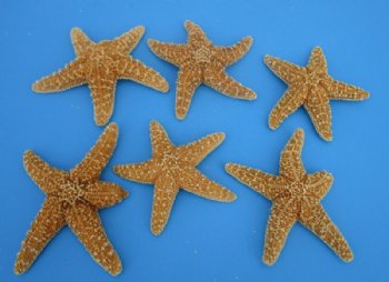 Natural Starfish 