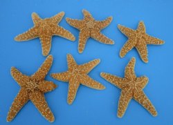 Sugar Starfish in Bulk 