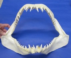 Mako Shark Jaws Wholesale