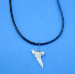 Wholesale Assorted white colored shark tooth on 18" black cord necklace. 5 pcs @ $2.00 each; 25 pcs @ $1.75 each