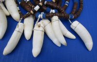 Wholesale Alligator tooth necklace 2 to 2-3/8 inch wrapped with silver colored wire on an assorted color coconut bead necklace - Packed: 2 pcs @ $8.50 each, Packed: 10 @ $7.50 each 