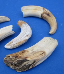 Discounted Ivory (#2 Quality)