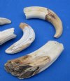 Discounted Ivory for Carving (#2 Quality)