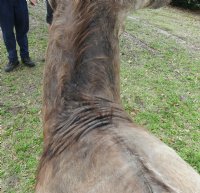 African Nyala Full Body Mount on Wood Oak Stained Base with decorative imitation grasses  - $800.00 - Pick Up Only
