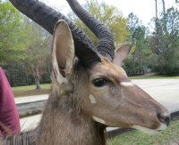 African Nyala Full Body Mount on Wood Oak Stained Base with decorative imitation grasses  - $800.00 - Pick Up Only